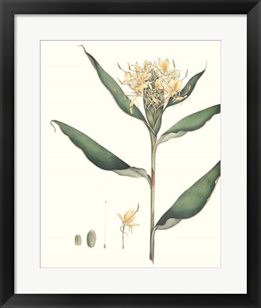 Framed Soft Tropical VIII Print