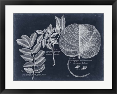 Framed Foliage on Navy I Print