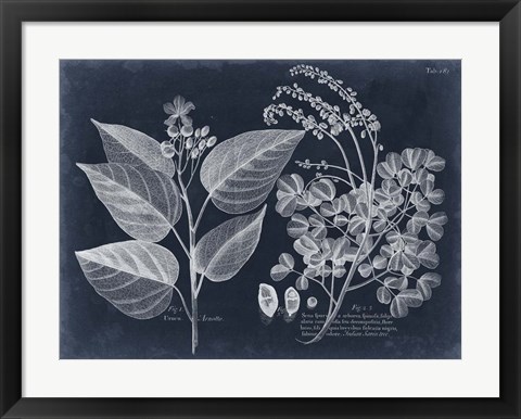 Framed Foliage on Navy III Print