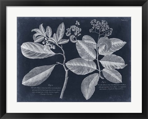 Framed Foliage on Navy IV Print