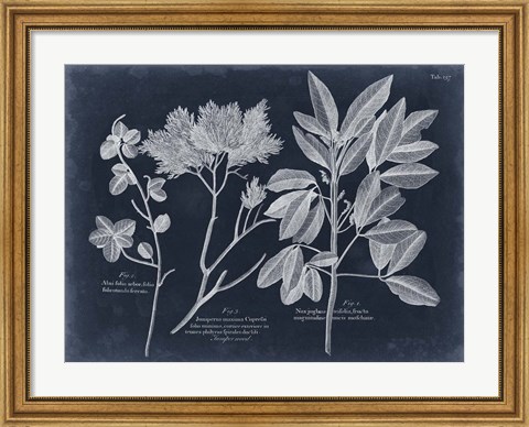 Framed Foliage on Navy VI Print