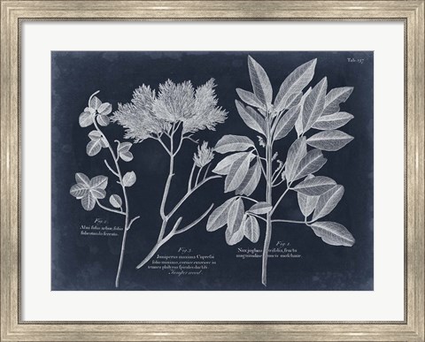 Framed Foliage on Navy VI Print