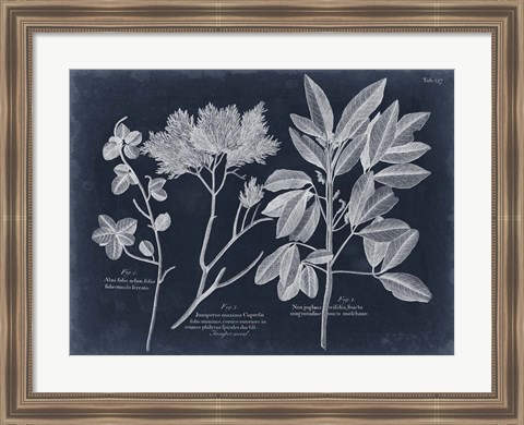 Framed Foliage on Navy VI Print