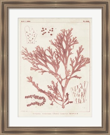 Framed Antique Coral Seaweed I Print