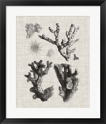 Framed Coral Specimen I Print