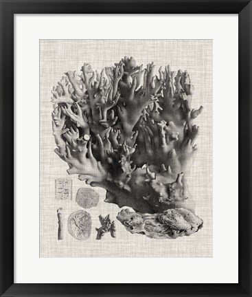 Framed Coral Specimen V Print