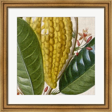 Framed Cropped Turpin Tropicals VI Print
