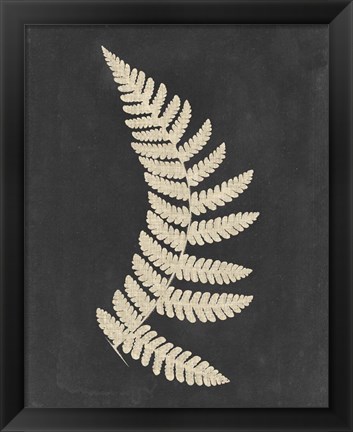 Framed Linen Fern IV Print