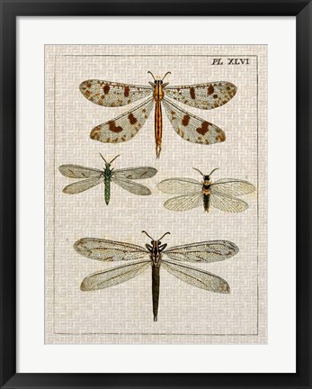 Framed Dragonfly Study I Print