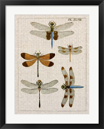 Framed Dragonfly Study II Print