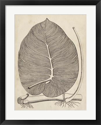 Framed Distinctive Leaves II Print