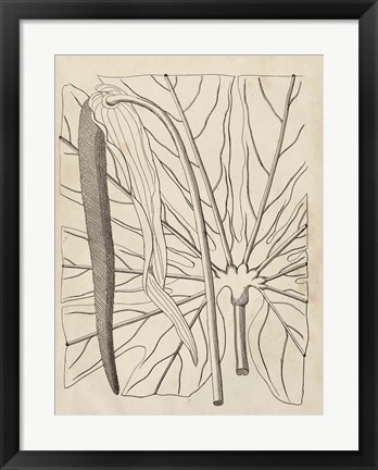 Framed Distinctive Leaves IV Print