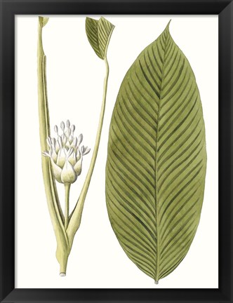 Framed Leaves of the Tropics II Print