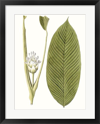 Framed Leaves of the Tropics II Print