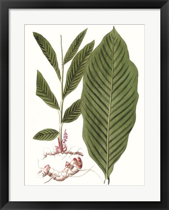 Framed Leaves of the Tropics IV Print