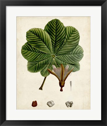 Framed Verdant Foliage II Print