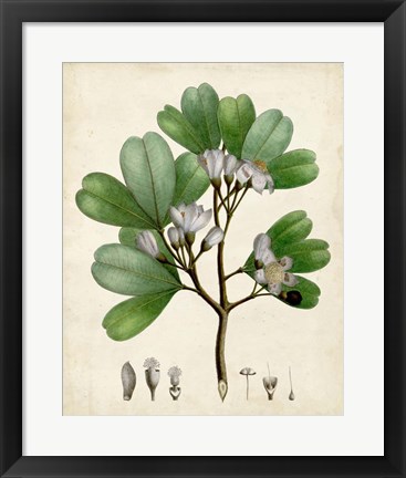 Framed Verdant Foliage III Print