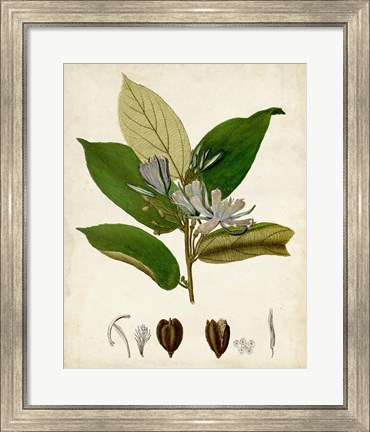 Framed Verdant Foliage IV Print