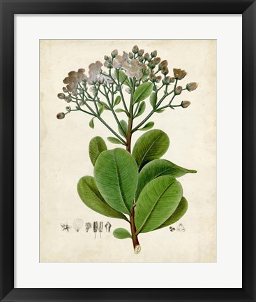 Framed Verdant Foliage VIII Print