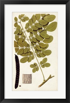 Framed Leaf Varieties I Print