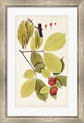 Framed Leaf Varieties II Print