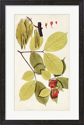Framed Leaf Varieties II Print