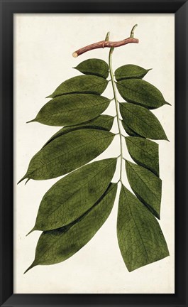 Framed Leaf Varieties III Print