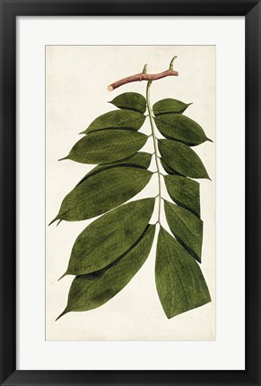 Framed Leaf Varieties III Print