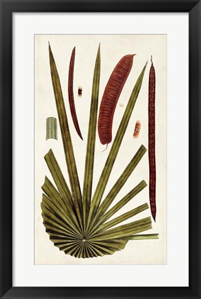 Framed Leaf Varieties VI Print