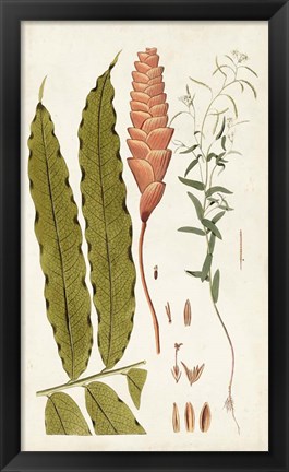 Framed Leaf Varieties VII Print