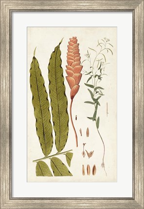 Framed Leaf Varieties VII Print