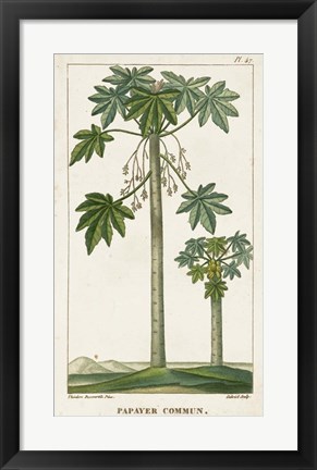 Framed Exotic Palms II Print