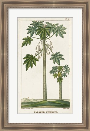 Framed Exotic Palms II Print