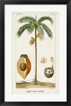 Framed Exotic Palms V Print