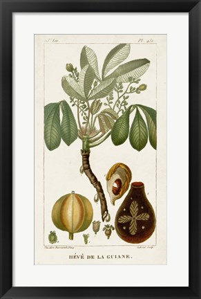 Framed Exotic Palms VIII Print