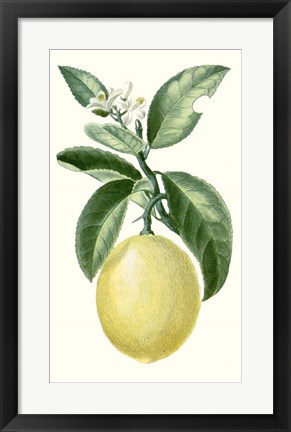 Framed Fruit I Print