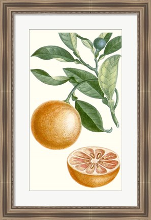 Framed Fruit II Print