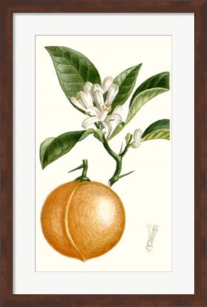 Framed Fruit IV Print