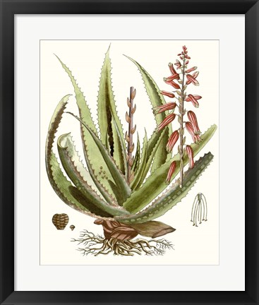 Framed Antique Aloe I Print