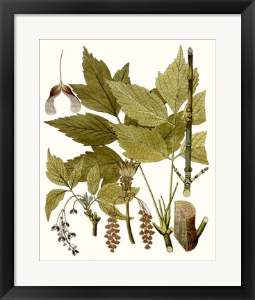 Framed Maple Leaves I Print