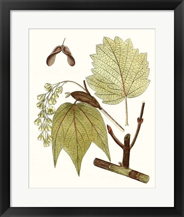 Framed Maple Leaves II Print