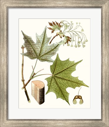 Framed Maple Leaves III Print