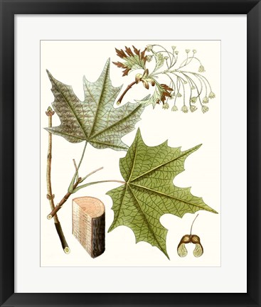 Framed Maple Leaves III Print