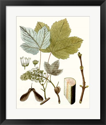 Framed Maple Leaves IV Print