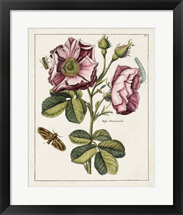 Framed Pink Rose Print