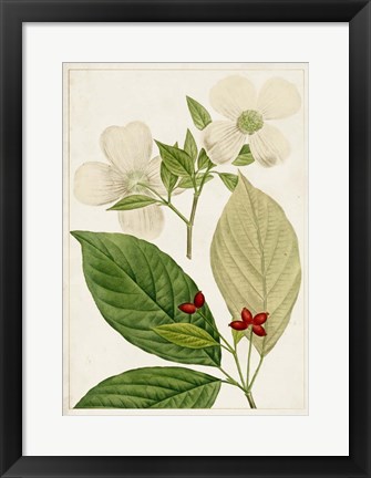 Framed Antique Flowering Trees III Print