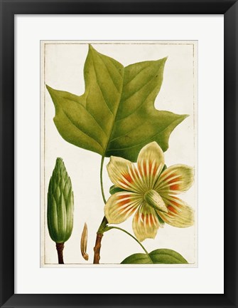 Framed Antique Flowering Trees IV Print