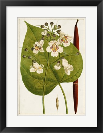 Framed Antique Flowering Trees V Print