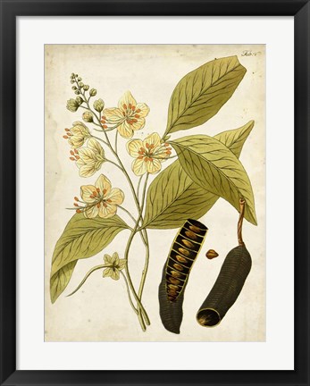 Framed Horticultural Specimen II Print