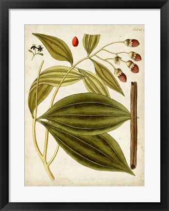 Framed Horticultural Specimen VI Print